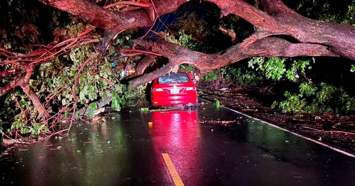 Foto de un árbol que cayó sobre un vehículo