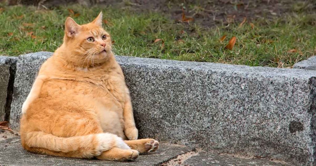 ¿Por qué los gatos ronronean?