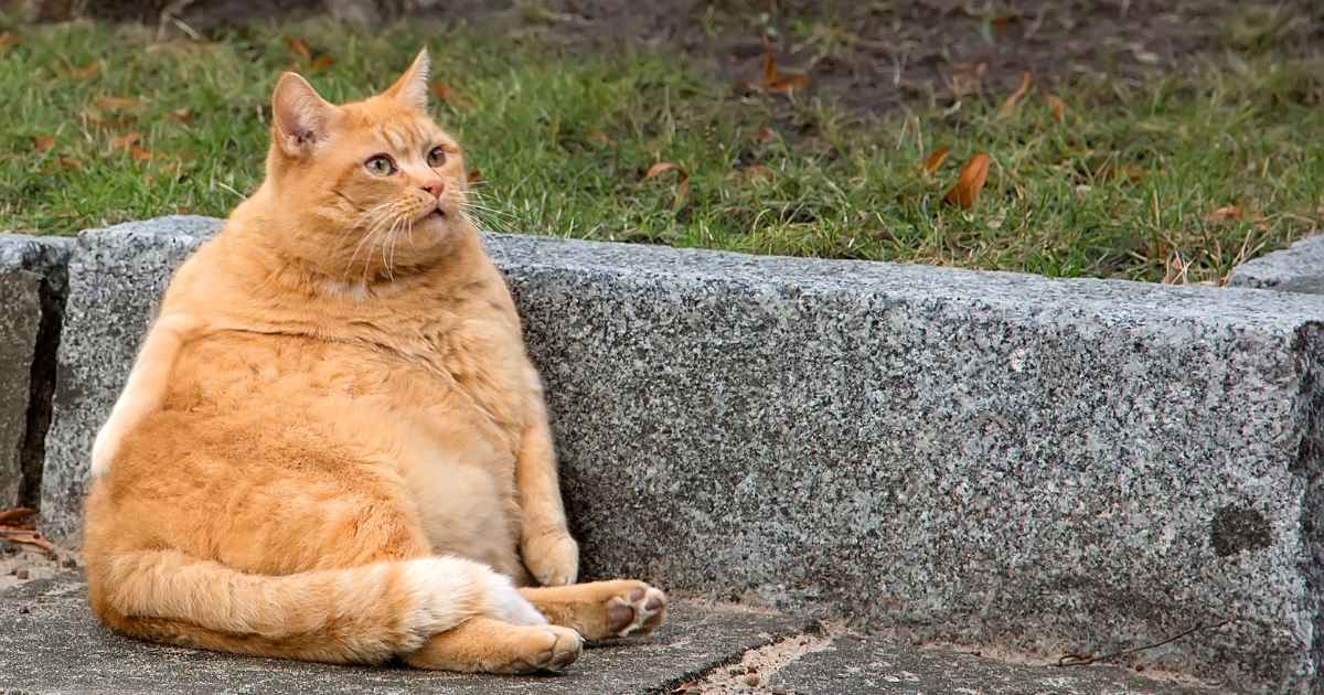 ¿Por qué los gatos ronronean?