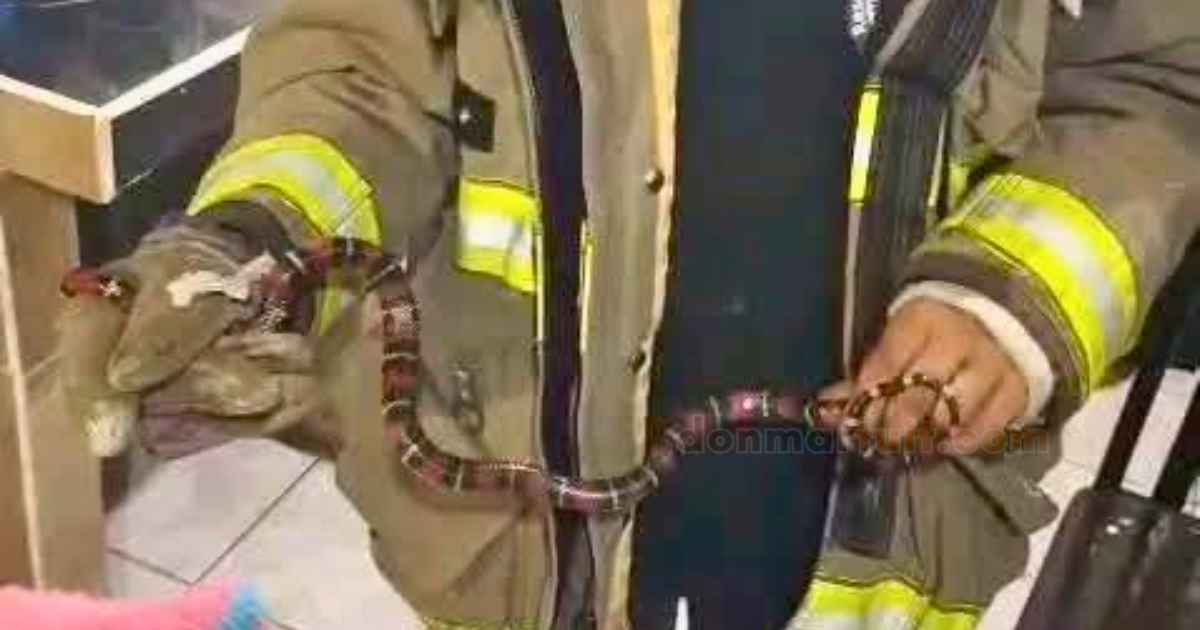Serpiente coral es capturada dentro de una vivienda en Nuevo Lourdes